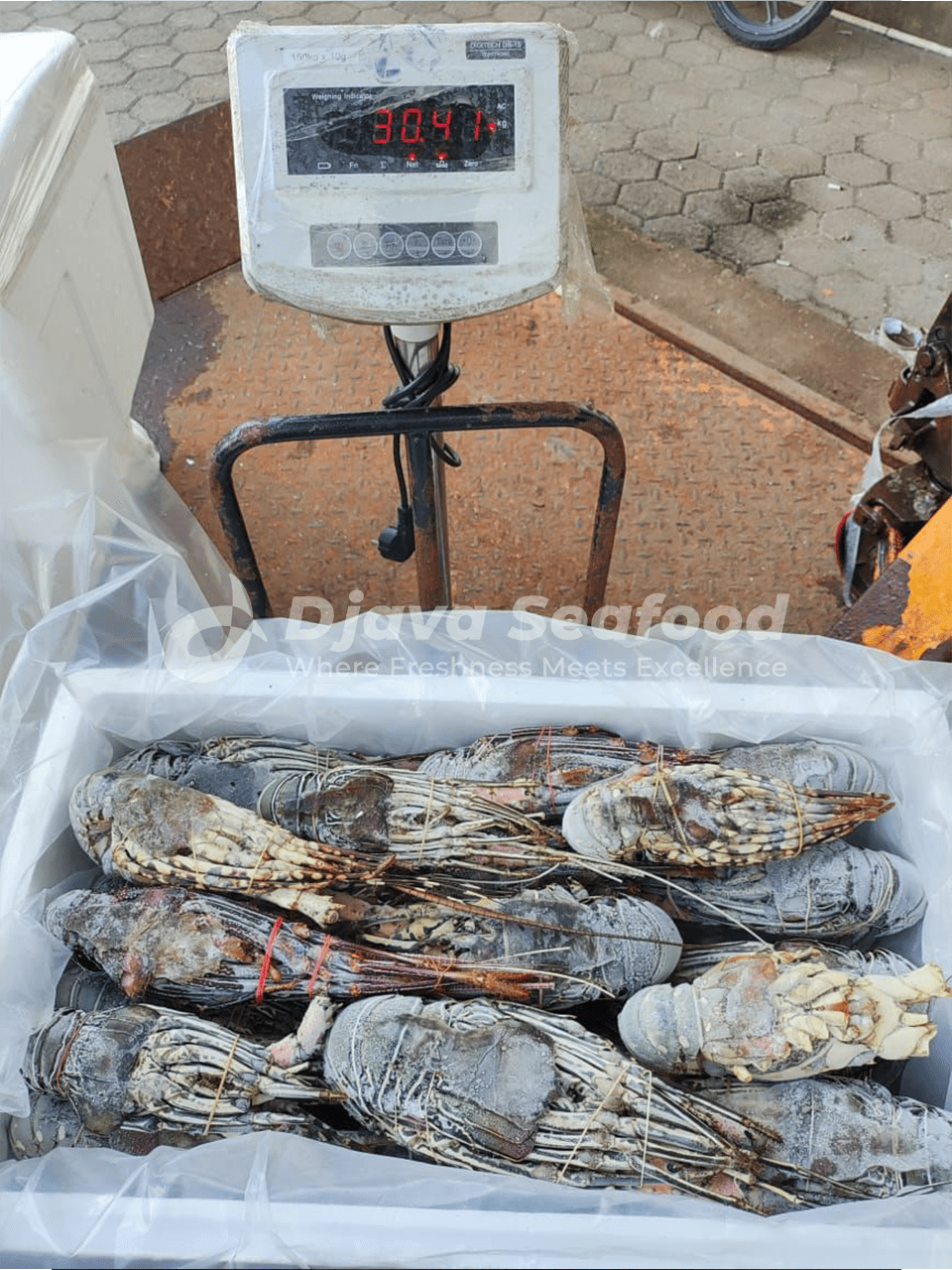 Djava Seafood | No.1 Indonesian seafood supplier